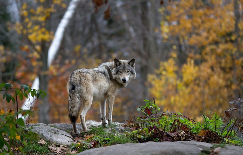 Wisconsin's Gray Wolf