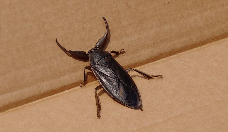 Wisconsin's Giant Water Bug