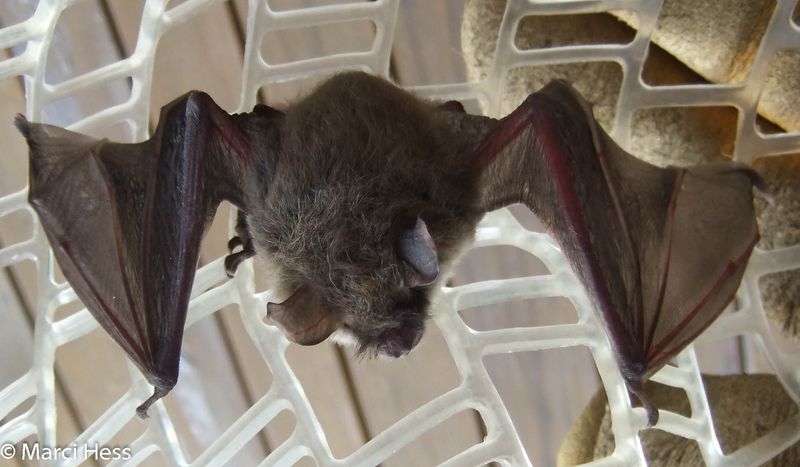 Wisconsin's Driftless Area Bats