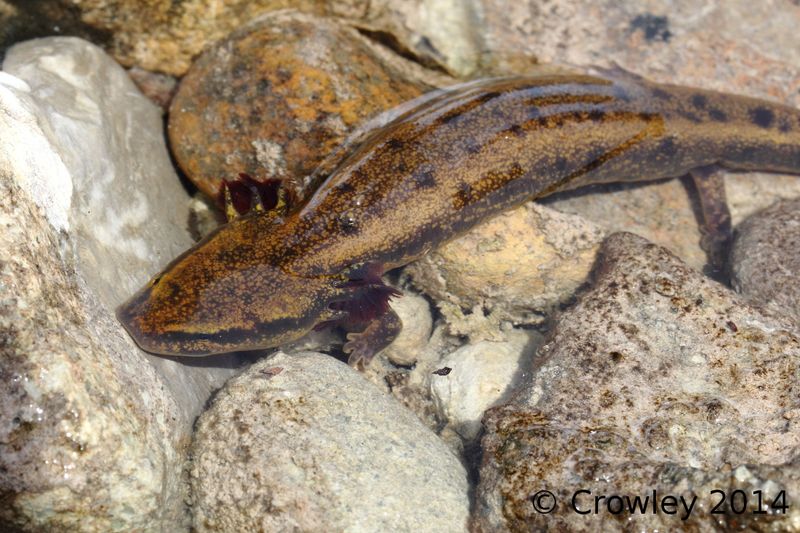 Wisconsin's Aquatic Adventurer: Mudpuppy