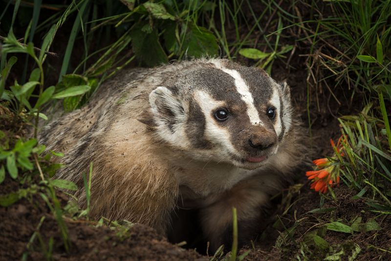 Wisconsin - American Badger