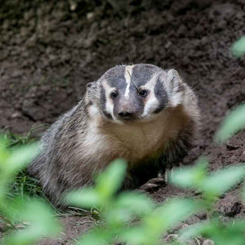 Wisconsin: American Badger