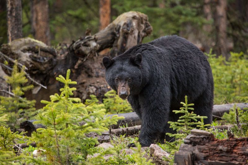 Wisconsin Bear