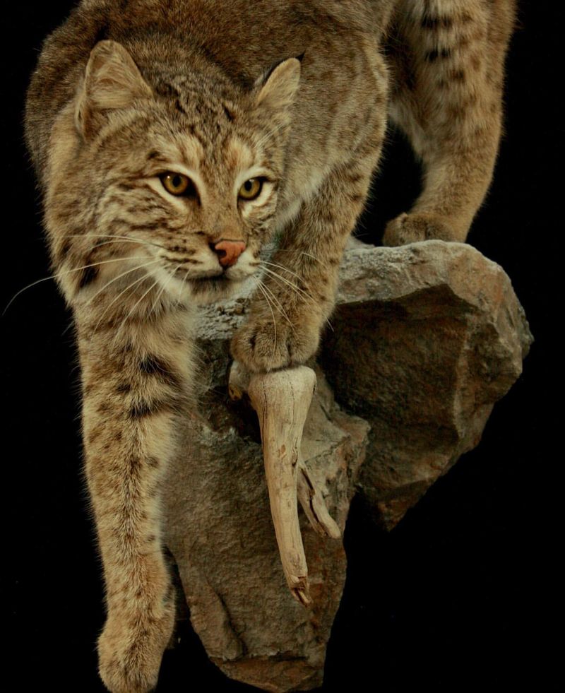 Wisconsin - Bobcat