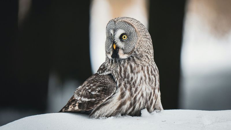 Wisconsin - Great Gray Owl