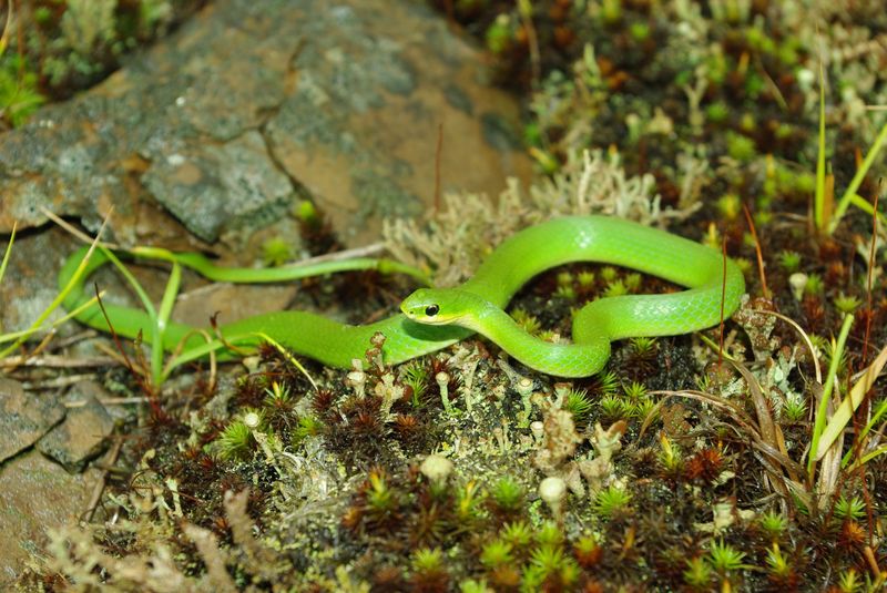 Wisconsin Smooth Green Snake