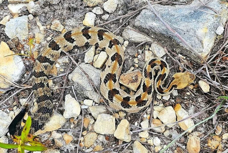 Wisconsin - Timber Rattlesnake