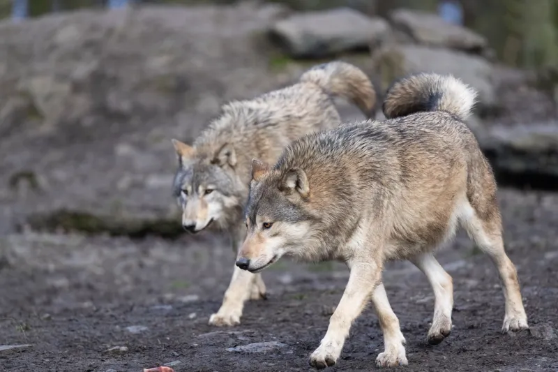 Wisconsin - Timber Wolves