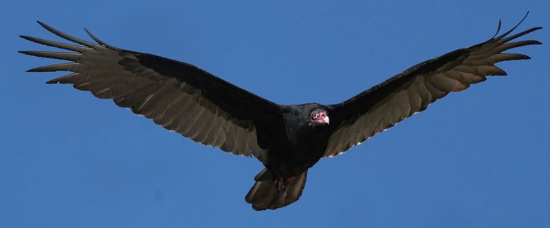 Wisconsin - Turkey Vulture