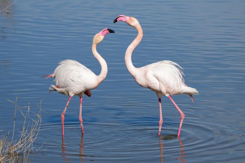 Greater (Flamingo)