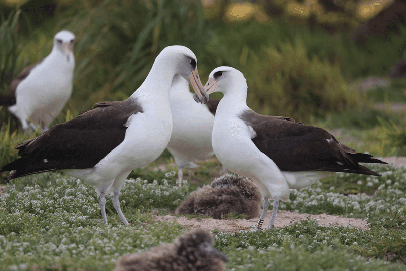 Wisdom, the Laysan Albatross