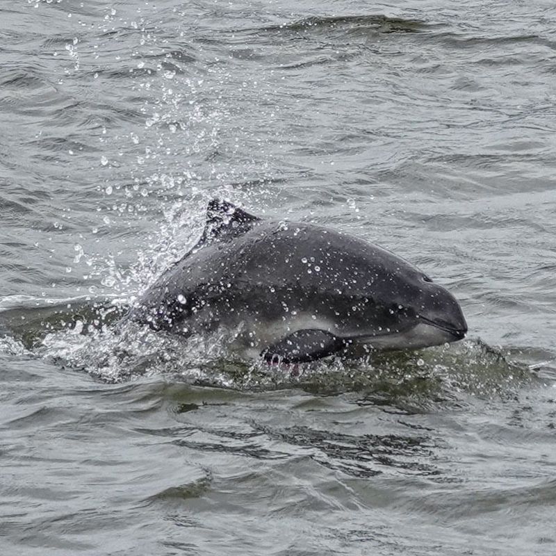 Vaquita's Physical Appearance