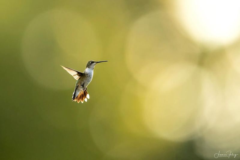 Hummingbird – Hovering