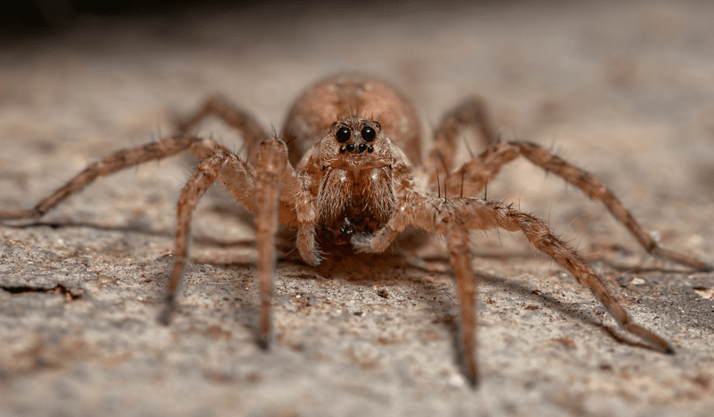 Wolf Spider in Florida