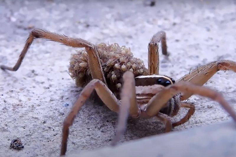 Wolf Spider in Illinois