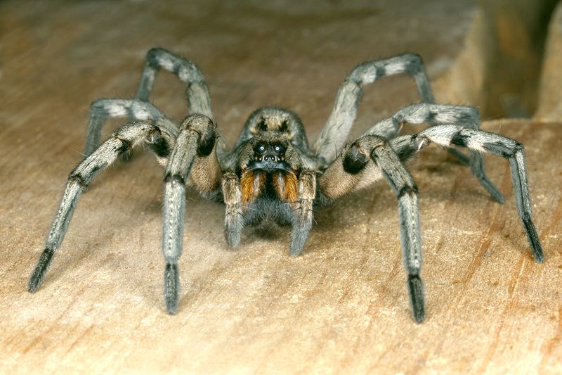 Wolf Spider in Kentucky