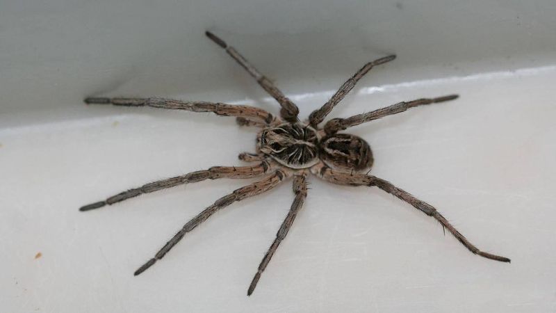 Wolf Spider in Maryland