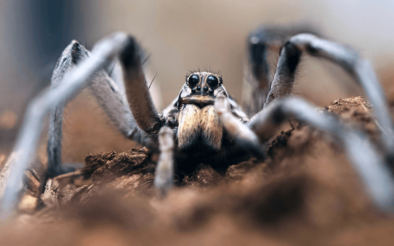 Wolf Spider in Mississippi