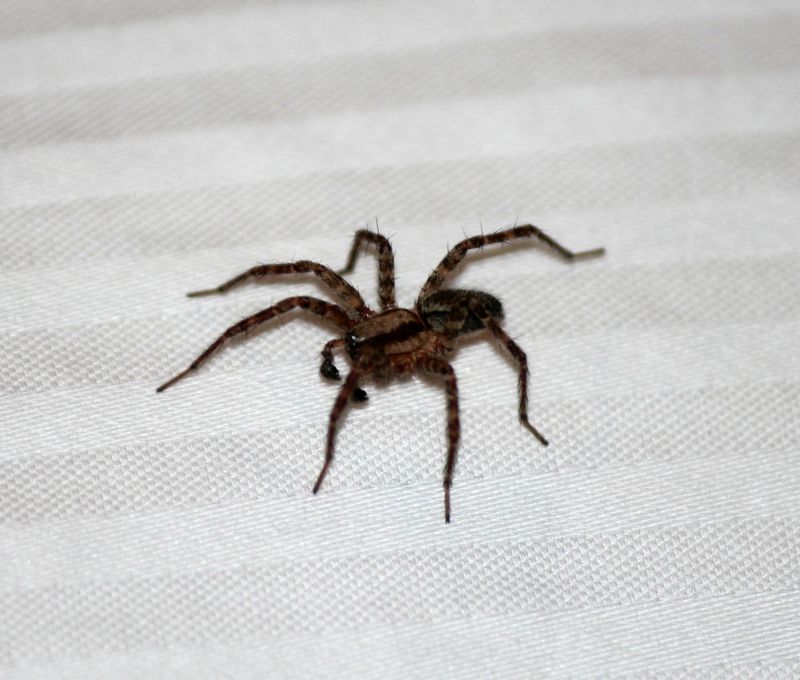 Wolf Spider in Pennsylvania