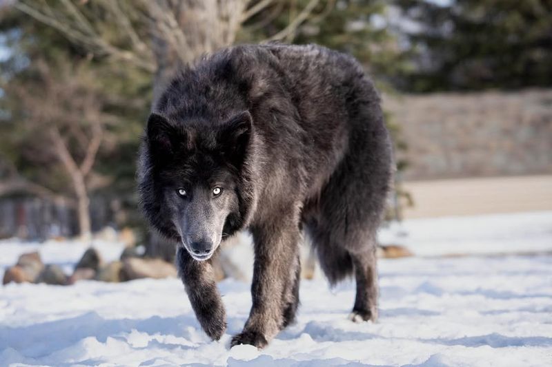 Wolfdog