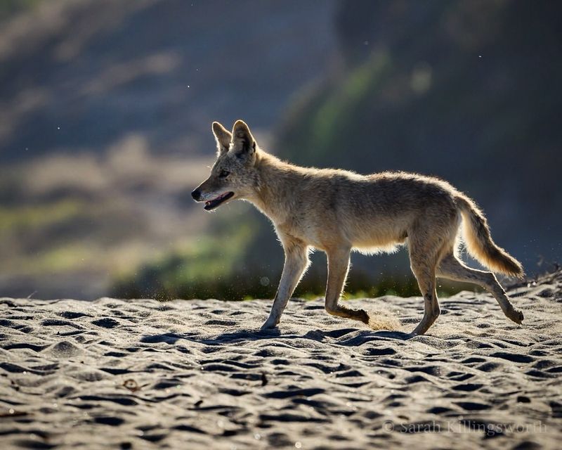 Coyote – Adaptability