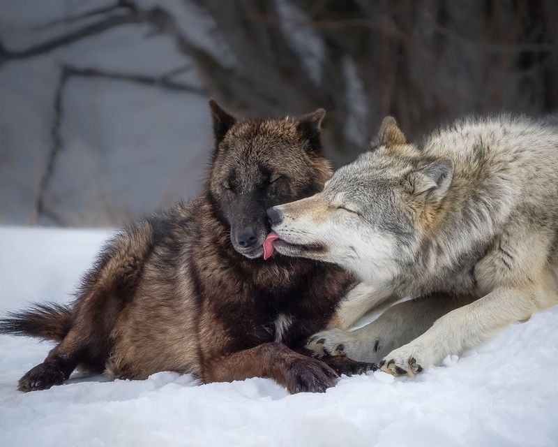 Wolves