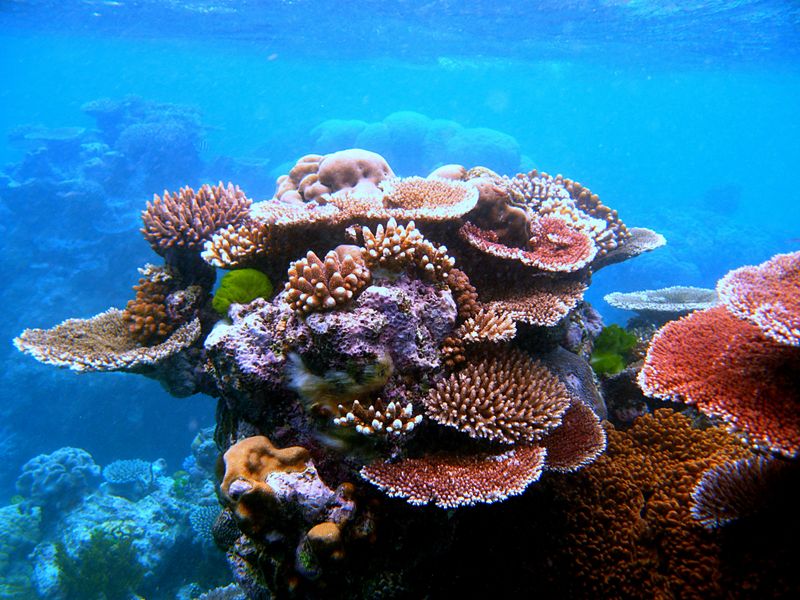 Coral Reefs