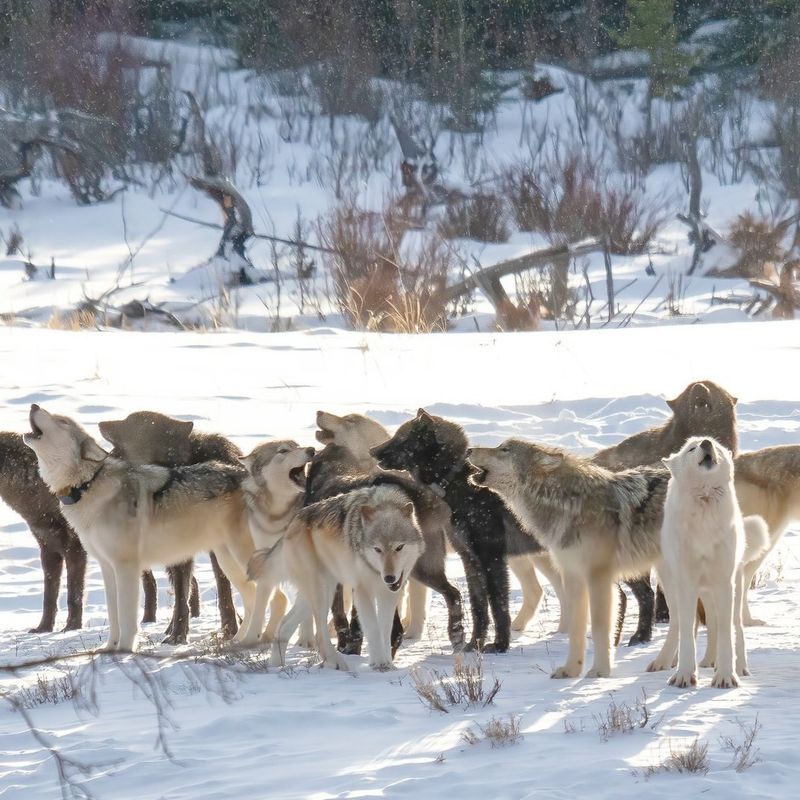 Wolves Were Reintroduced In The '90s