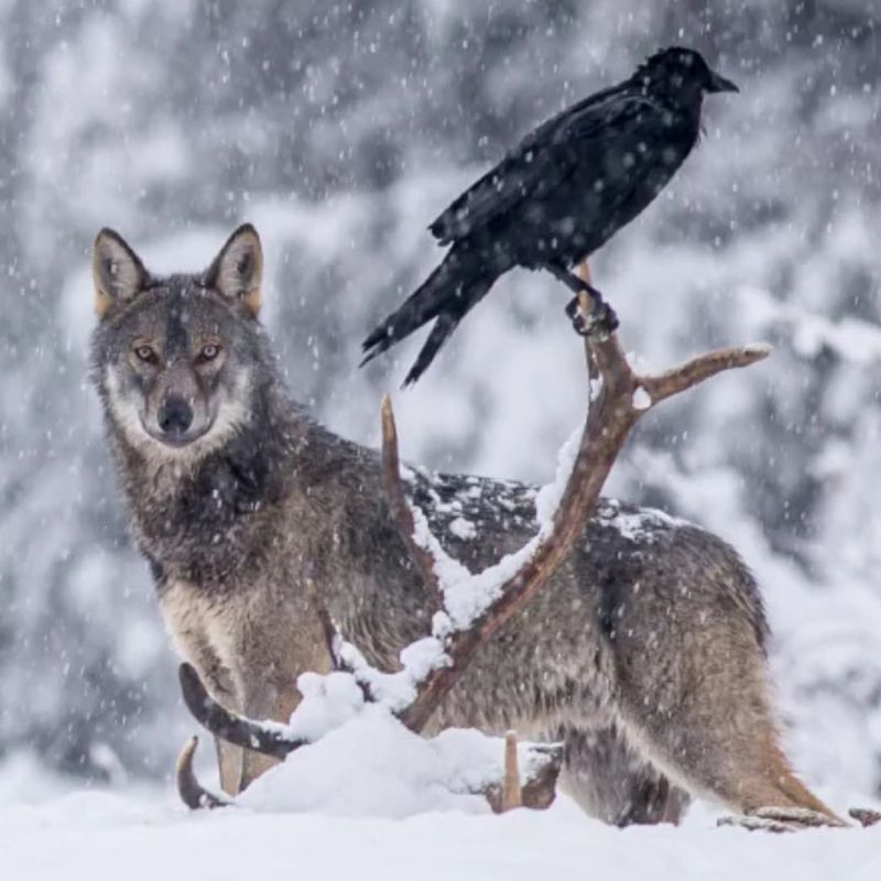 Wolves and Ravens