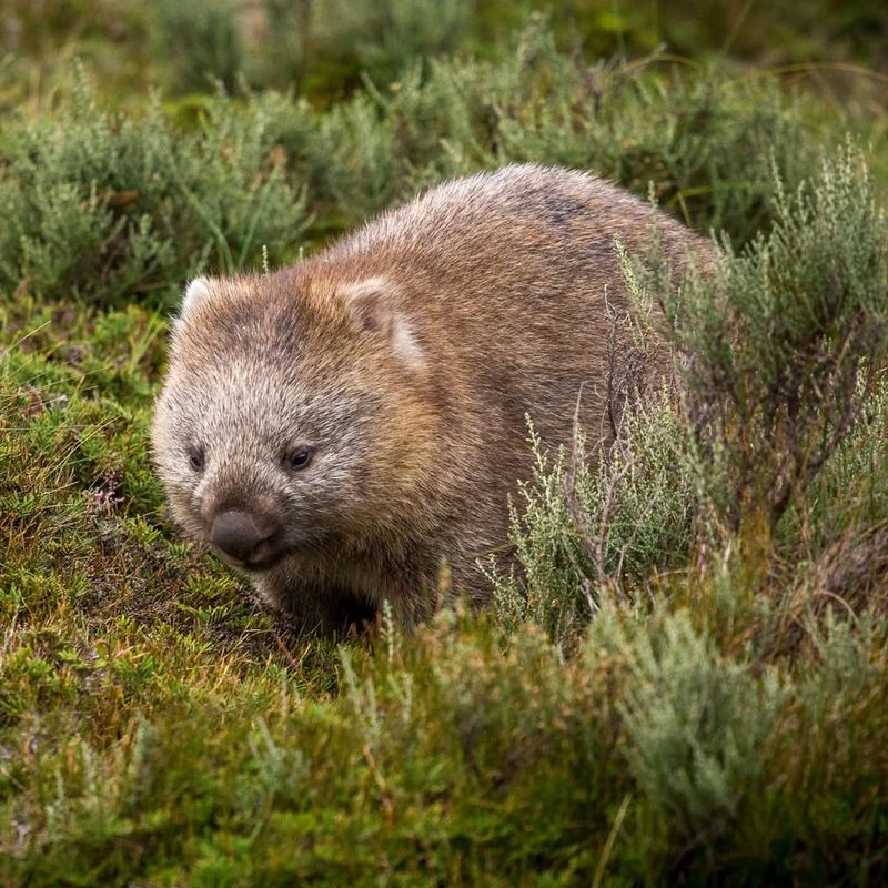 Wombat