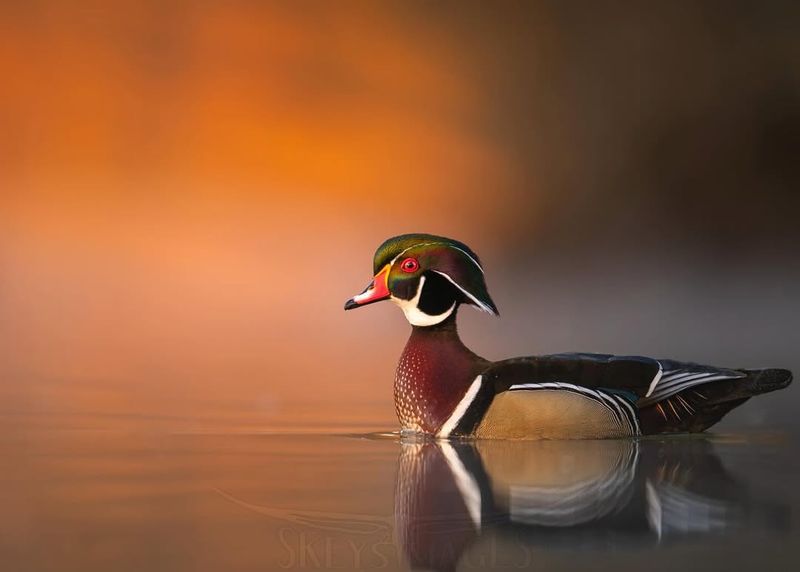 Wood Duck