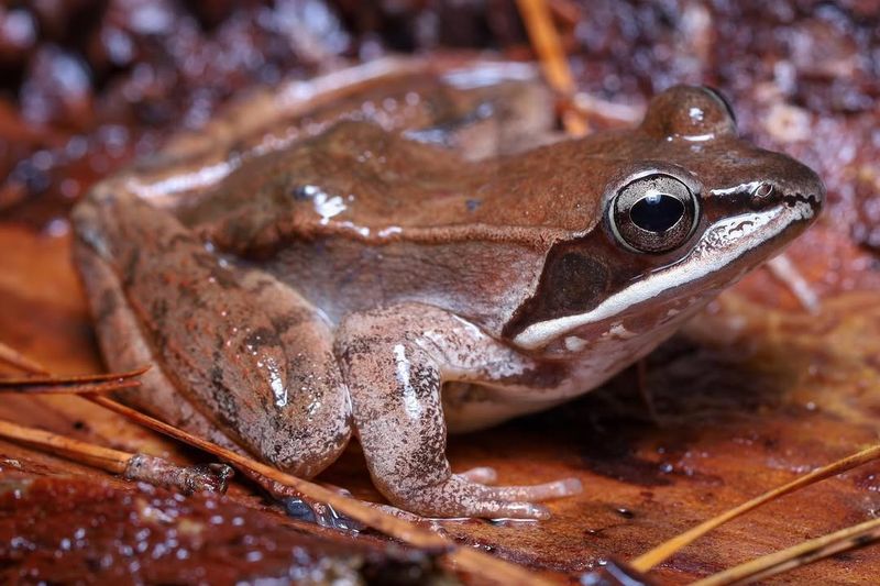 Wood Frog