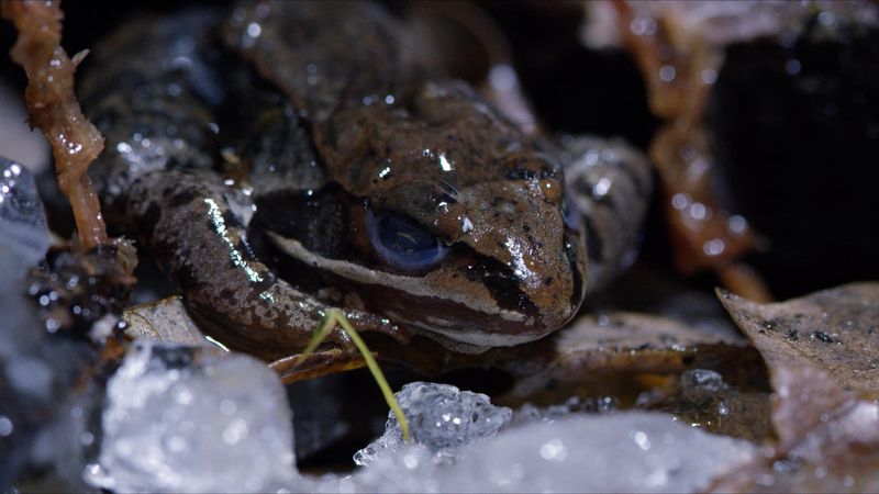 Wood Frog