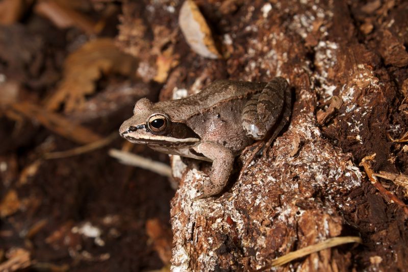 Wood Frog - The Frozen Amphibian