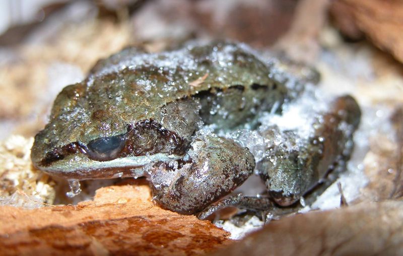 Wood Frog's Freezing Ability