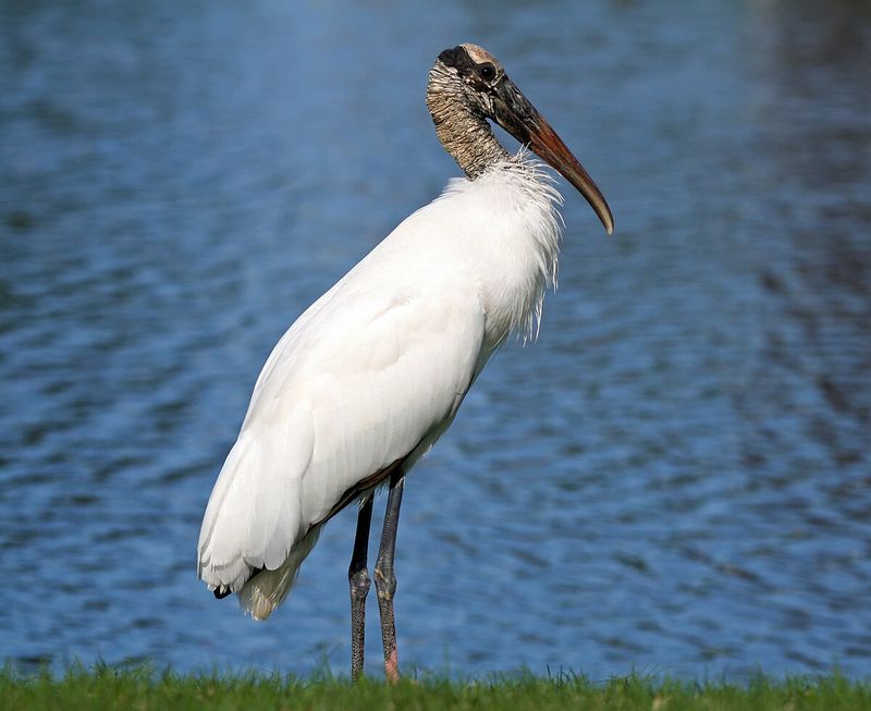 Wood Stork in Georgia