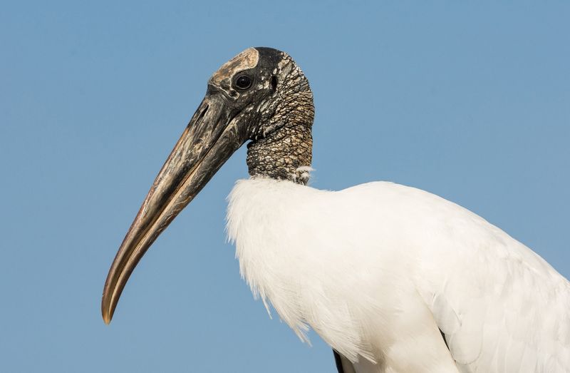 Wood Stork