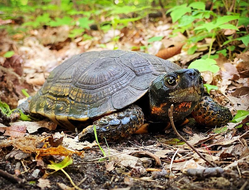 Wood Turtle - Michigan