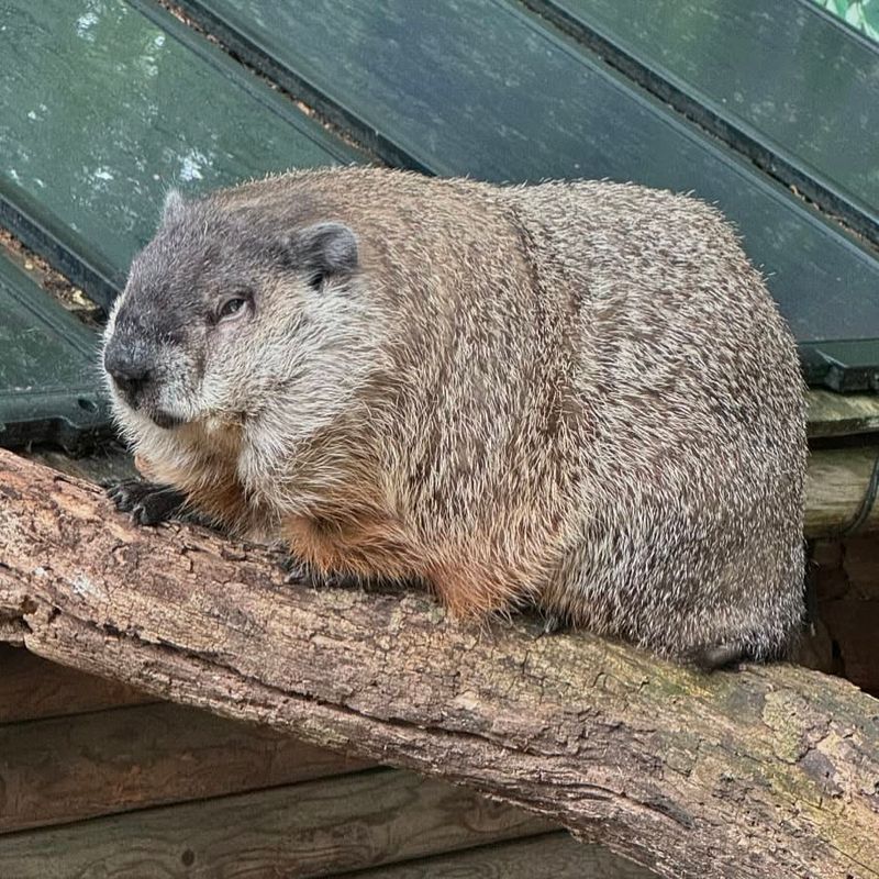 Woodchuck