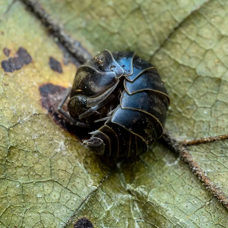 Woodlice