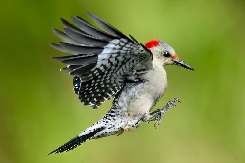 Woodpecker