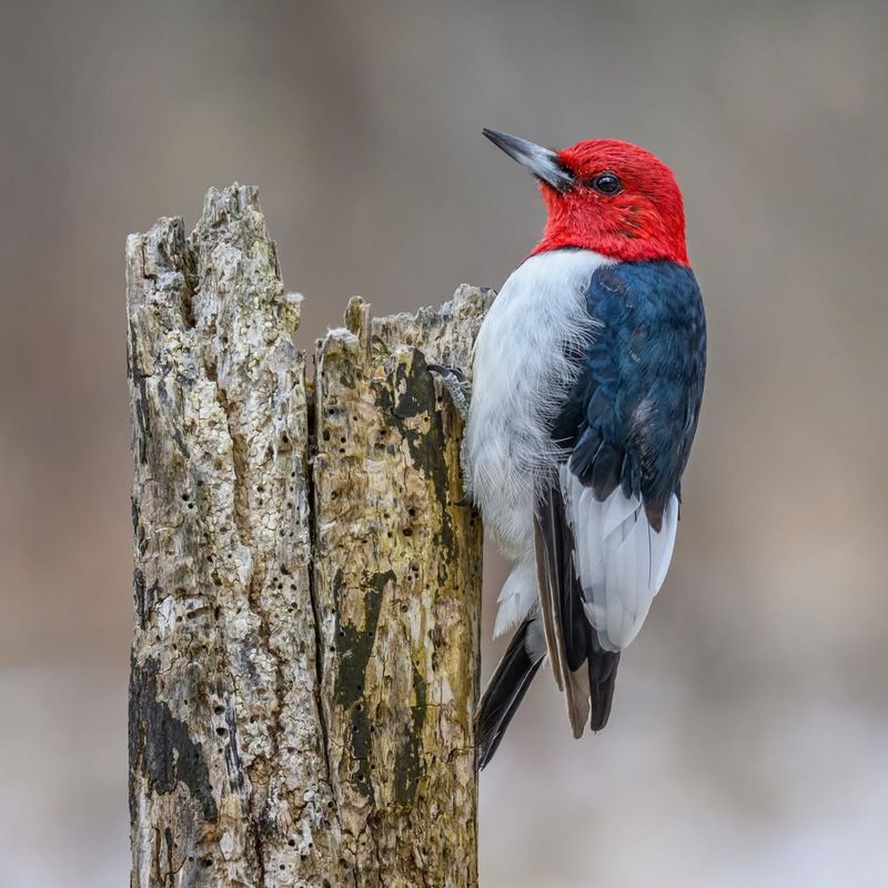 Woodpeckers' Wit