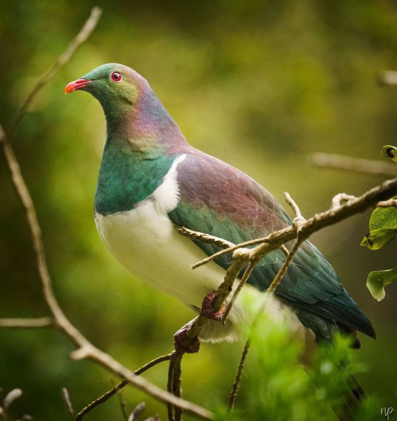 Woodpigeon