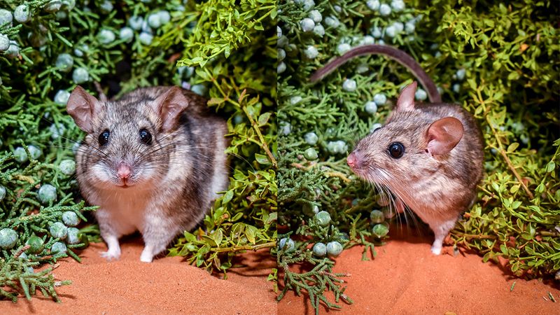 Woodrats – The Poison-Proof Rodents