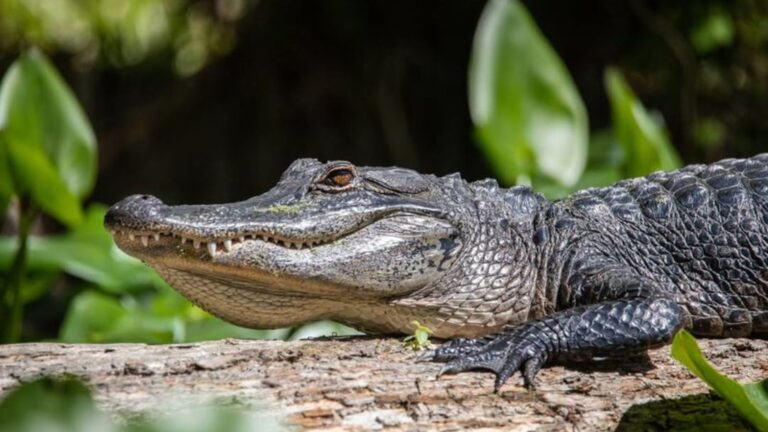 World Record Biggest Crocodile Ever Found