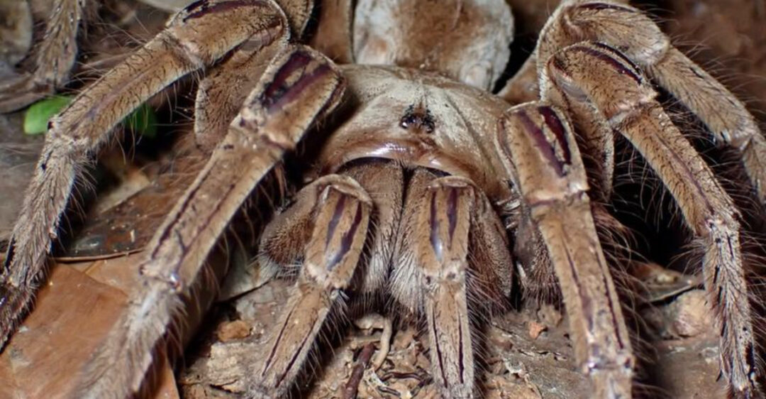 World Record Biggest Spider Ever - World Record Biggest Spider Ever Found In The United States 1080x562 