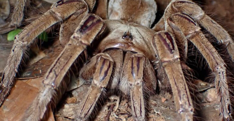 World Record: Biggest Spider Ever Found In The United States