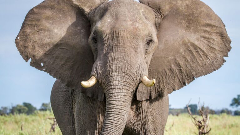 World Record Elephant The Largest Elephant Ever Measured