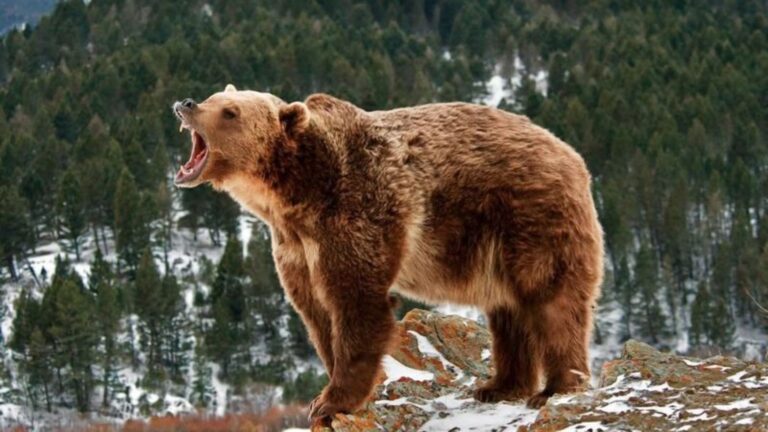 World Record - Heaviest Grizzly Bear Ever Weighed