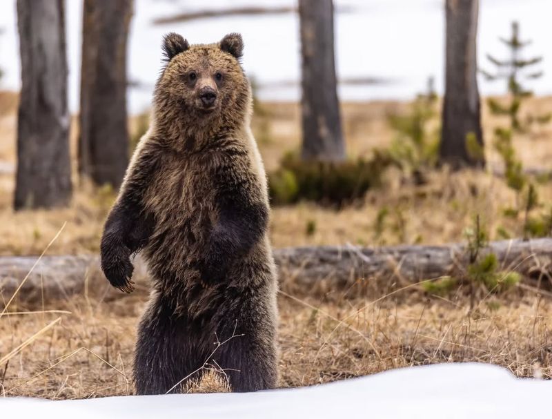 World Record Heaviest Grizzly Bear